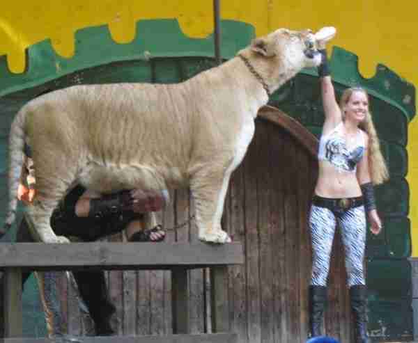 Moksha Bybee And Liger